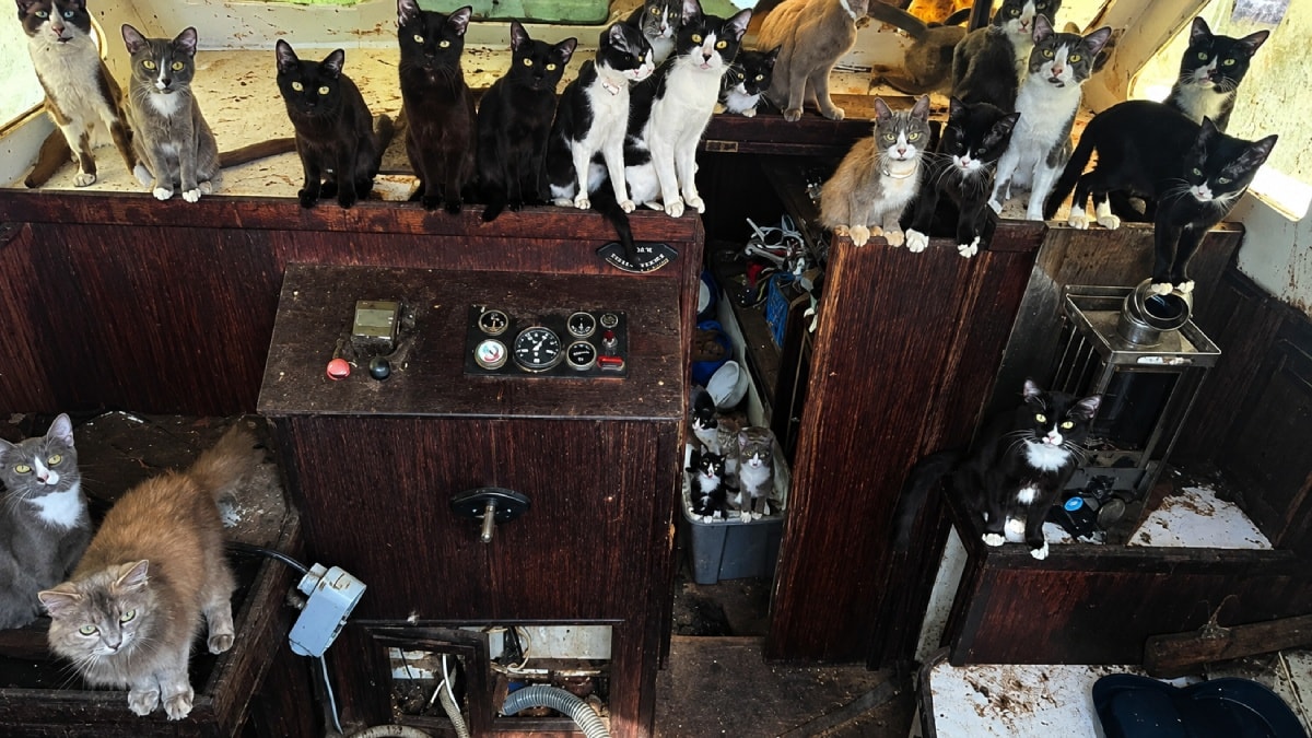Ekipler gördüklerine inanamadı: Terk edilmiş teknede 60 kedi bulundu