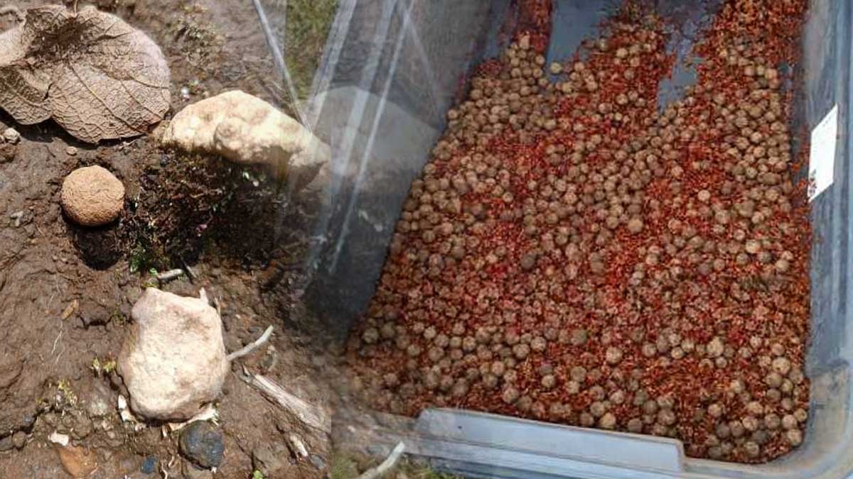 660 bin tanesini gökyüzünden bıraktılar: Şimdi asıl sınav başlıyor