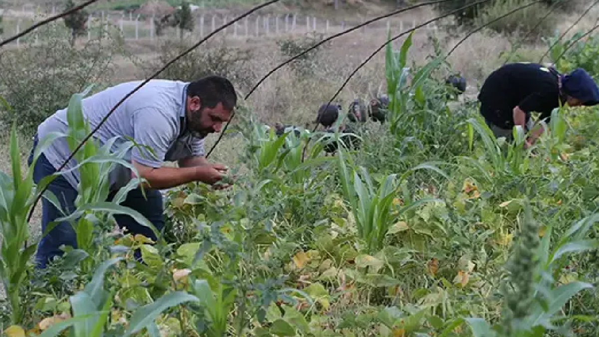Aldığı karar sonrası talep patladı: Yetiştirdiği ürünler yok satıyor