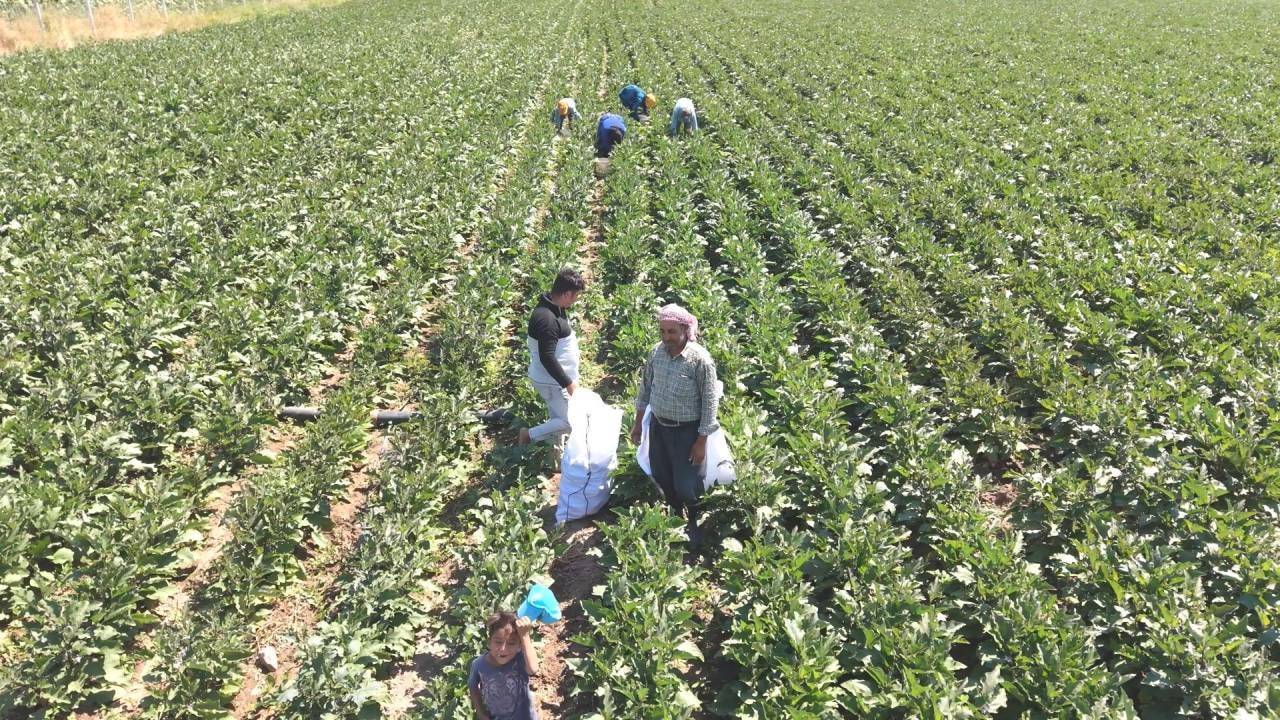 Zorlu hasat başladı: Tam 50 farklı çeşidi yapılıyor 1 ay boyunca toplanıyor