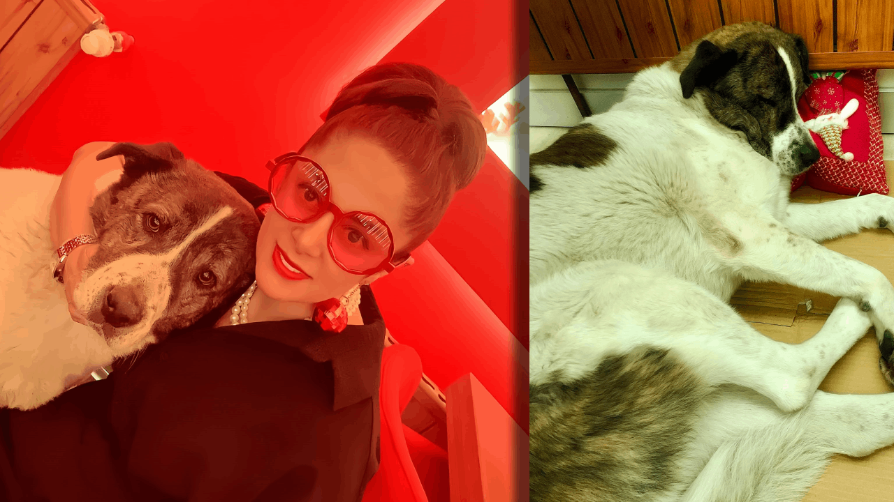 Sahipli köpeği sokak köpeği sanıp götürdüler: Barınakta ölü bulundu