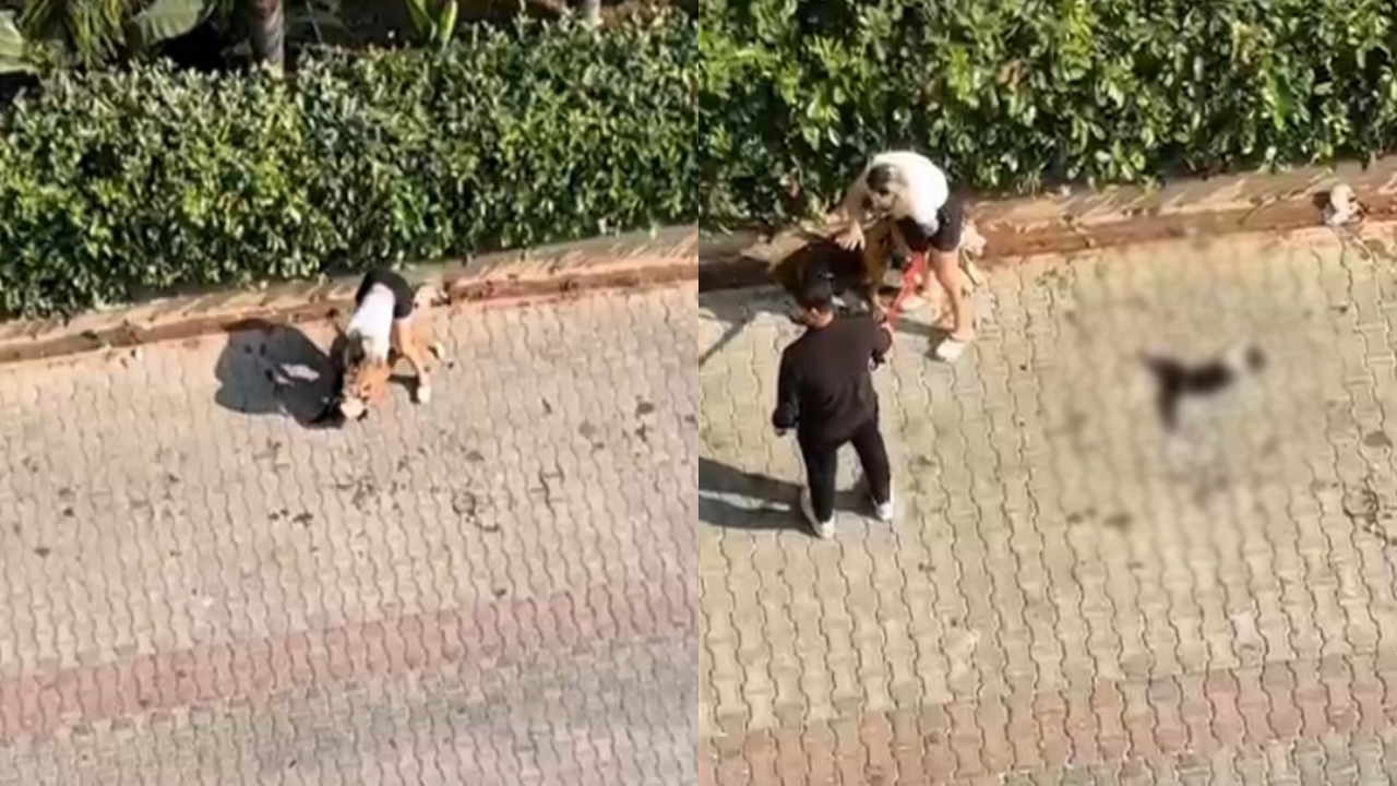 Ağızlıksız Pitbull kediyi öldürdü: Sahibi 'polisi aramayın' diye bağırdı