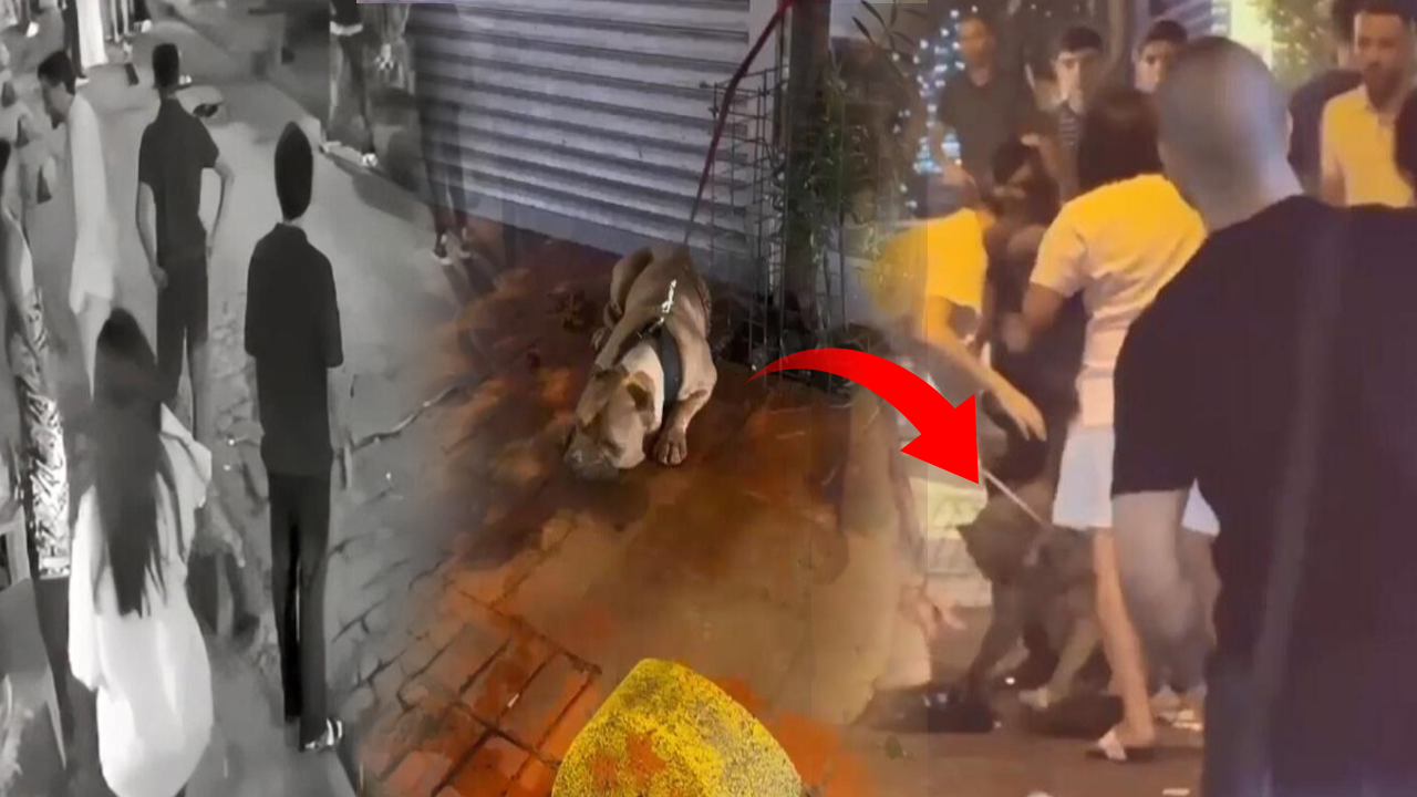 Terriere saldıran Pitbull'un sahibini kanlar içinde kaldı