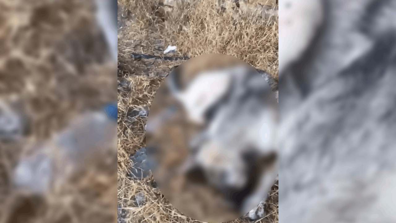 Köpek katiline ev hapsi