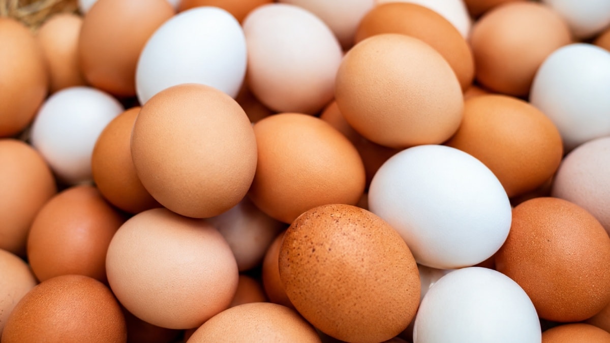 Milyonlarca yumurtada salmonella alarmı: 306 kişi hastanelik oldu