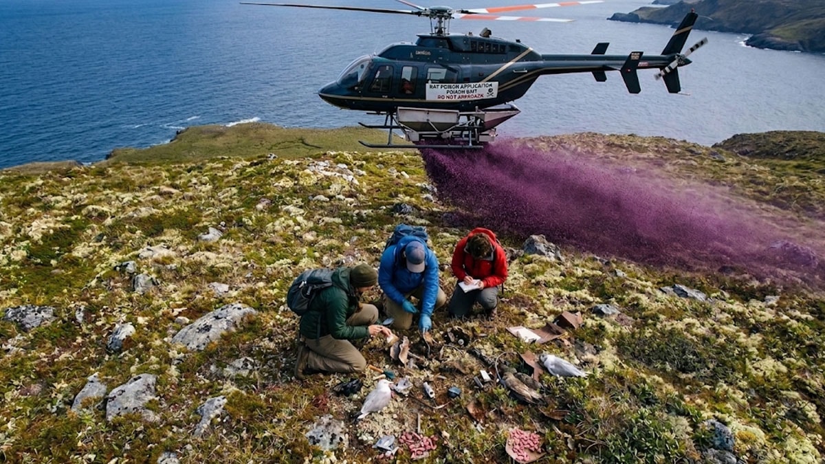 Helikopterle adaya tonlarca zehir bıraktılar: Yerde buldukları şey büyük bir felaketti