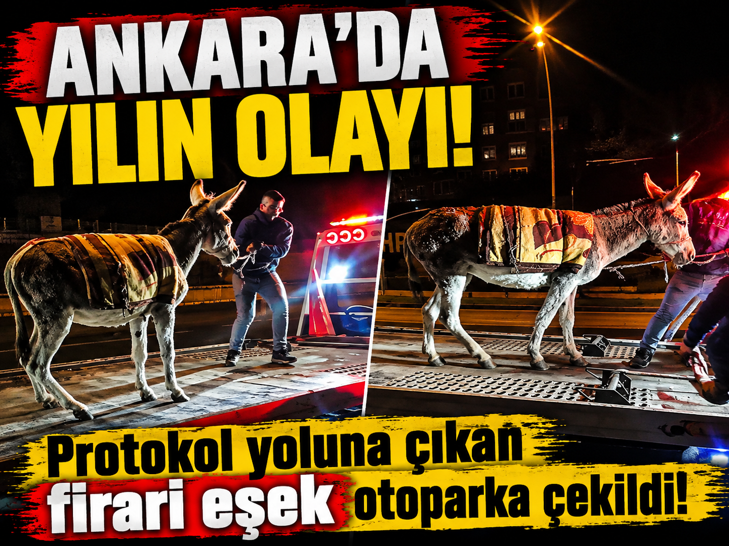 Ankara'da yılın olayı! Protokol yoluna çıkan firari eşek otoparka çekildi