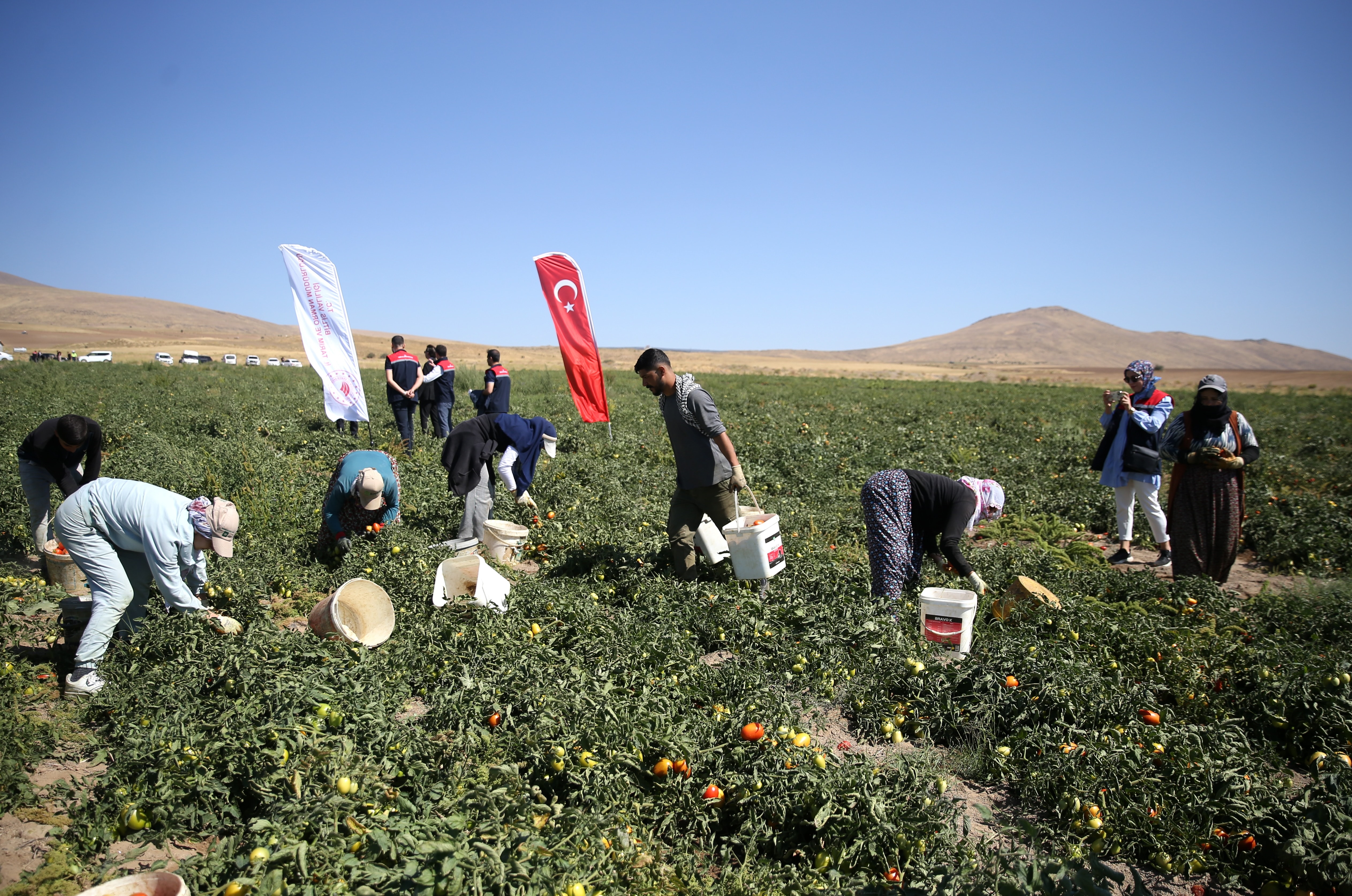 Dağın eteklerinde hasat ediliyor: Tırlar dolusu satılıyor