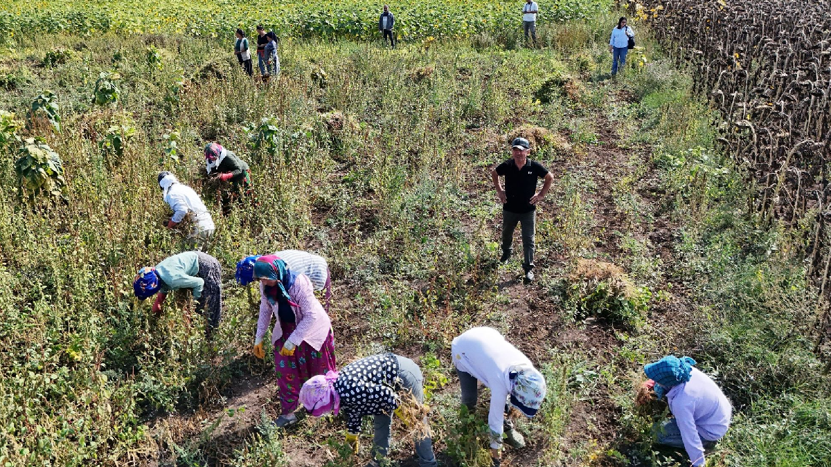 Belediye alım sözü verince sabahın ilk ışıklarıyla tarlaya koştular: Hasat başladı