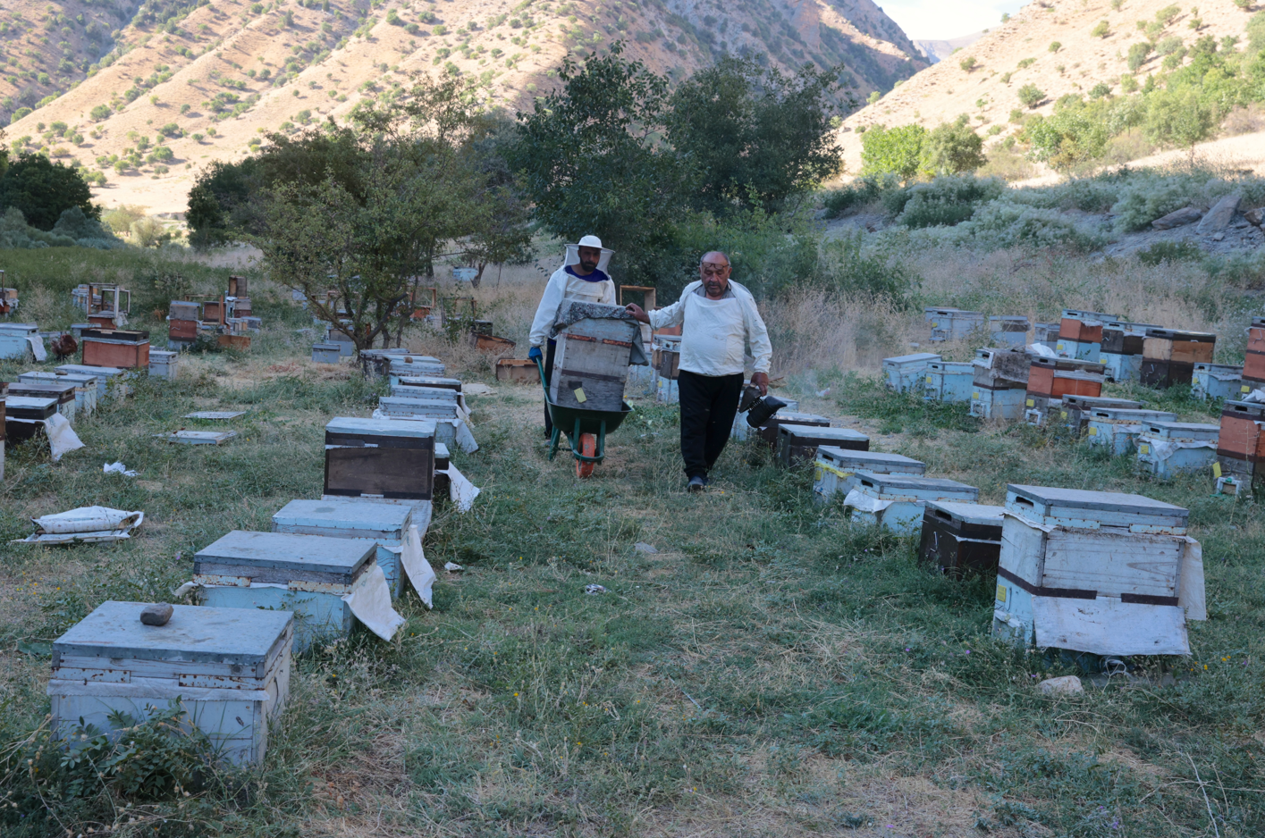 Sadece Hakkari'de yetişen bitkilerden elde ediliyor: Türkiye'nin şifa deposu ilan edildi
