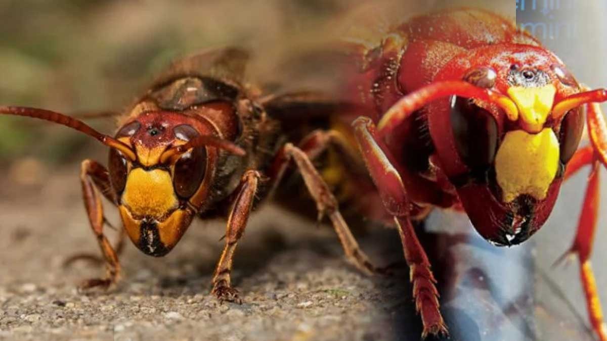 Arı sandığınız şey hayatınızı karartabilir: Sakın bu hatayı yapmayın...