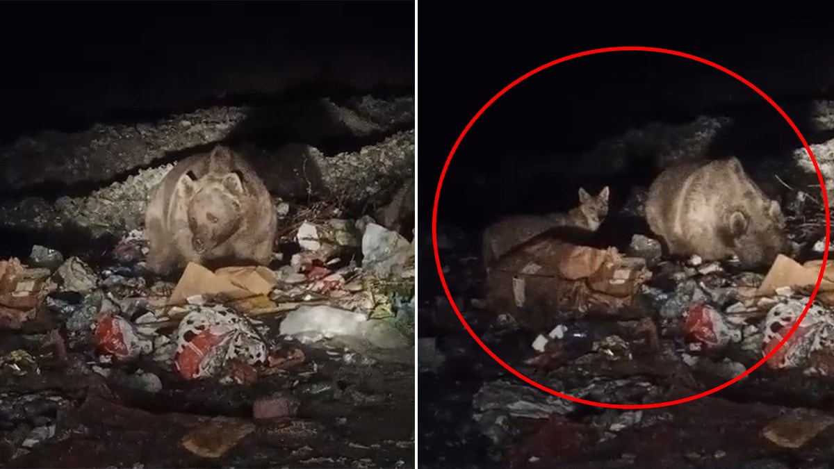 Ayı ve kurtlar yerleşim yerine indi, çöpten yiyecek aradı