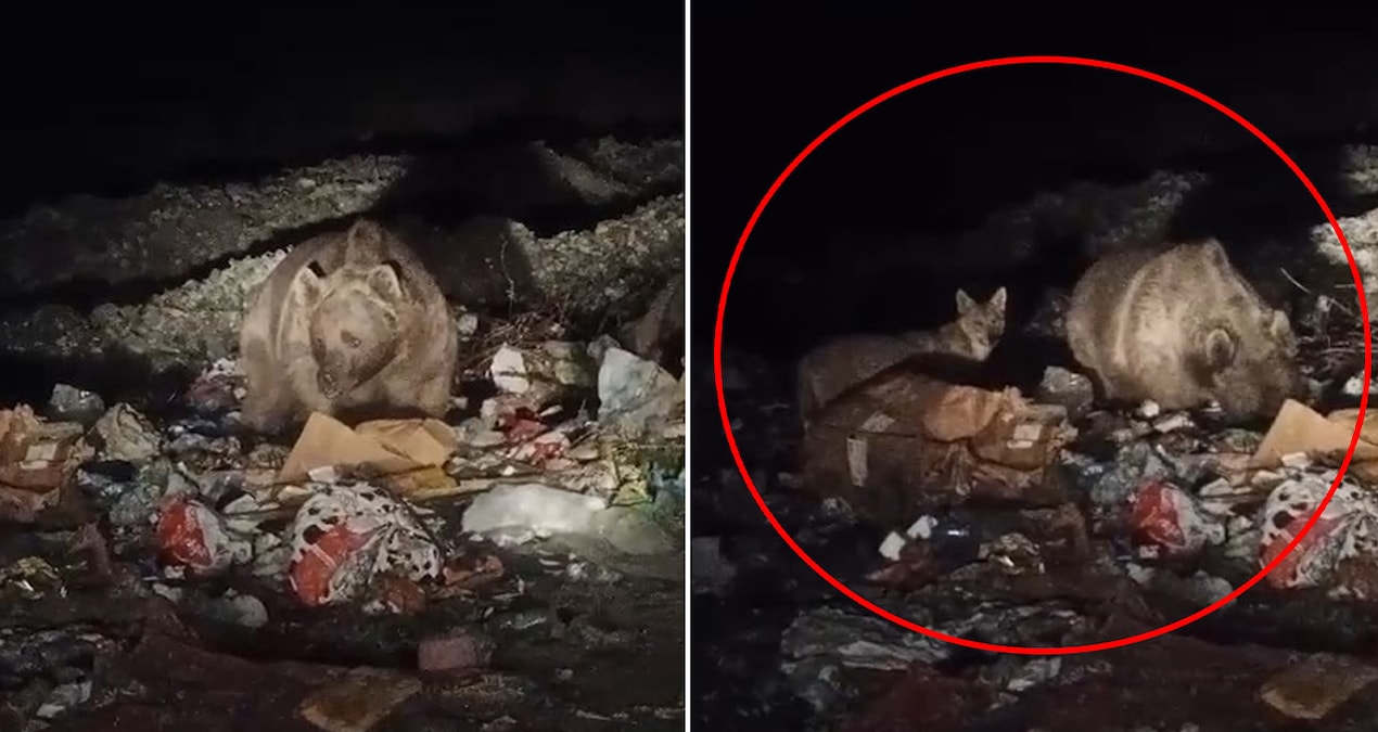 Ayı ve kurtlar yerleşim yerine indi, çöpten yiyecek aradı
