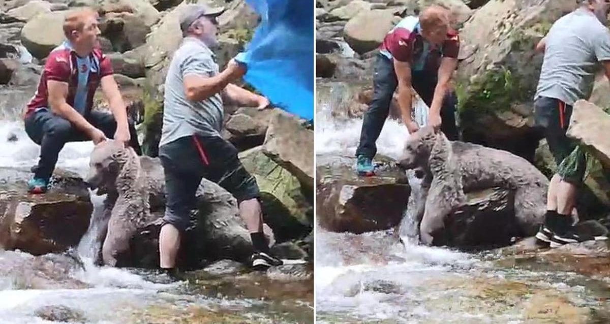 Residents Rescue Unconscious Bear Trapped in Stream in Trabzon