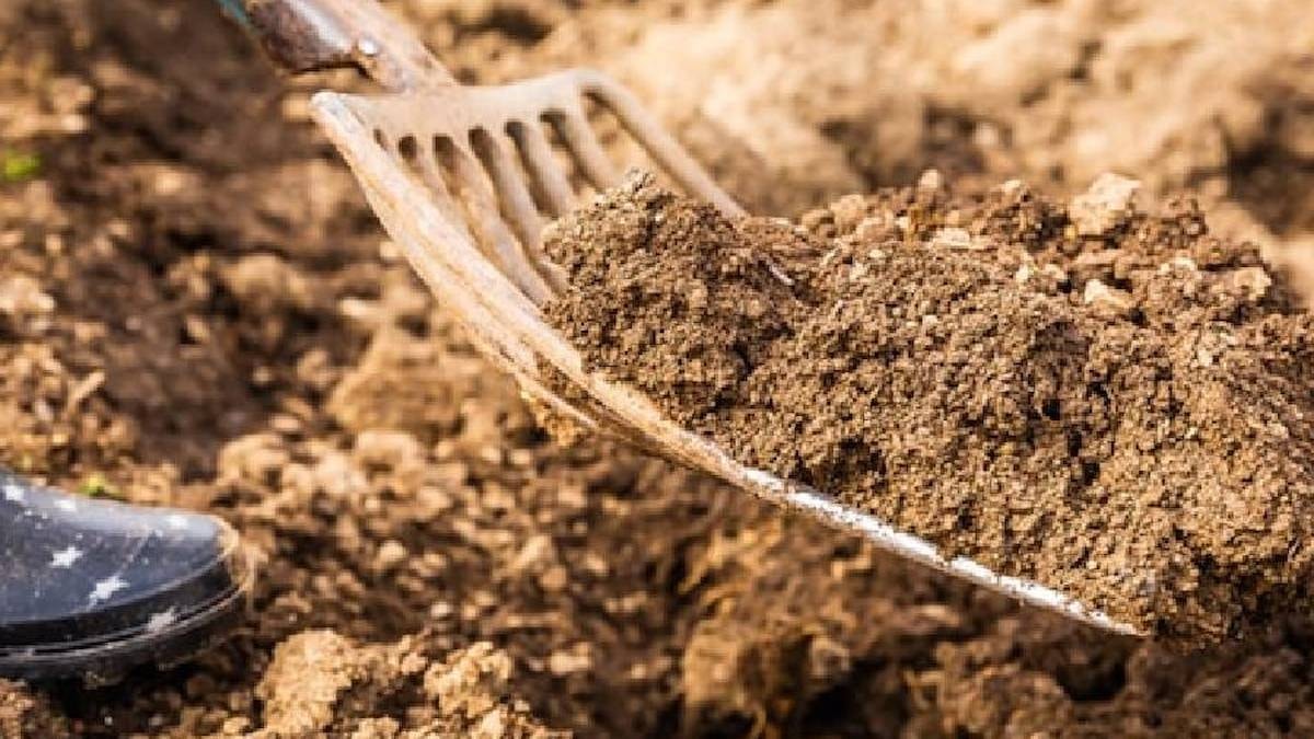 Teras yapmak için bahçeyi kazdı: 1100 yıllık hazineyi tesadüfen buldu
