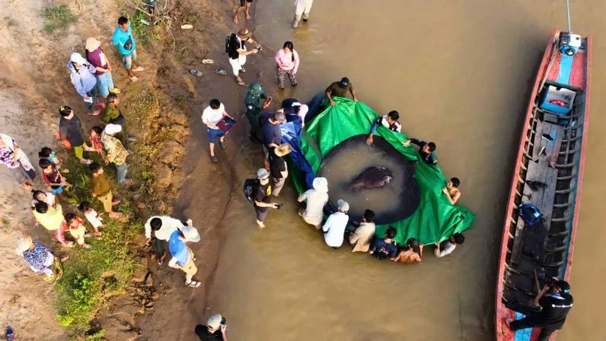 Dünyanın en büyük nehir balığını yakaladılar: Tam 300 kg ağırlığında