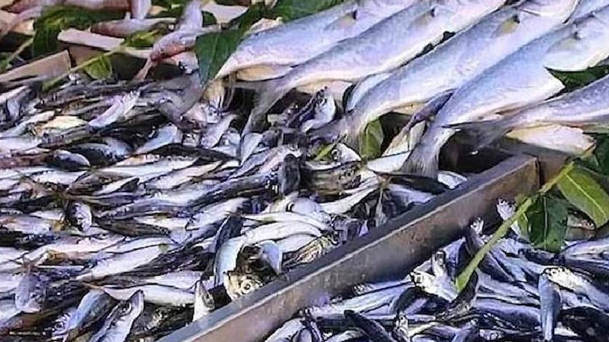 Ton balığını tahtından edecek balık: Omega-3 deposu, cıva oranı daha düşük
