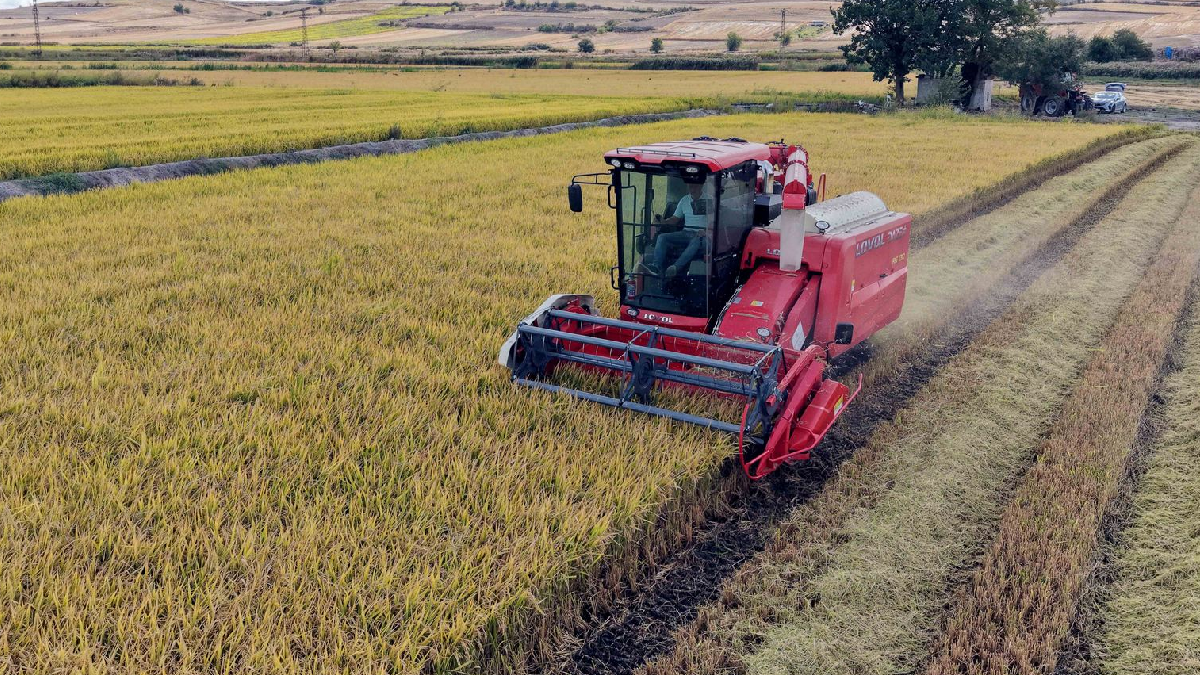 Beyaz altında hasat mesaisi başladı: İki yıl sonra yüzleri güldürdü