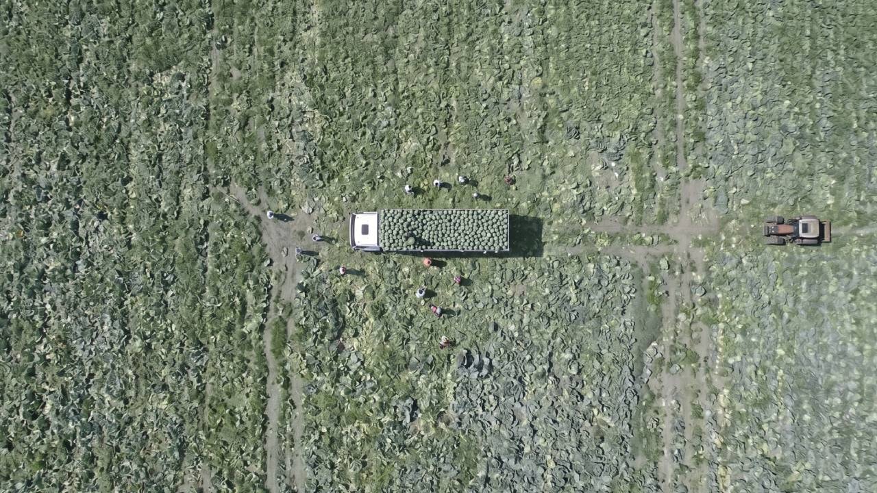 Beyaz incide dev hasat: Tırlar dolusu ürün Türkiye’nin dört bir yanına gönderiliyor