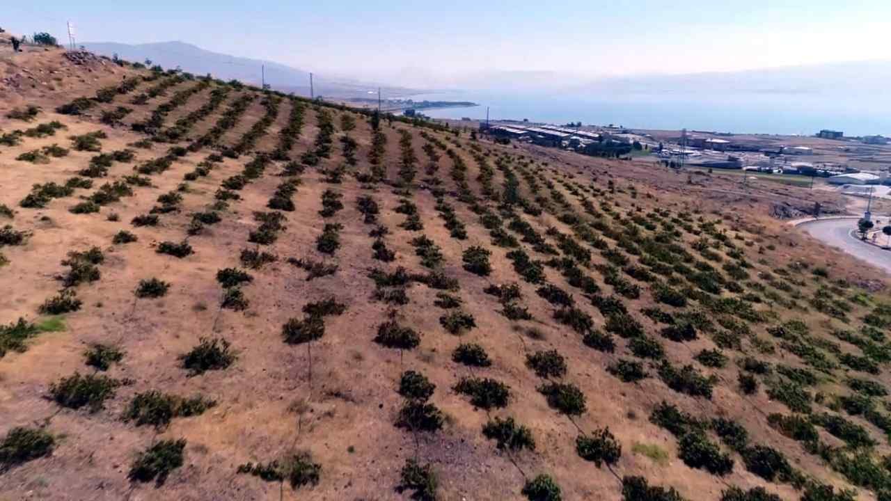 Bir kere ekiliyor her yıl hasat ediliyor: Türkiye'nin dört bir yanına kasa kasa satılıyor