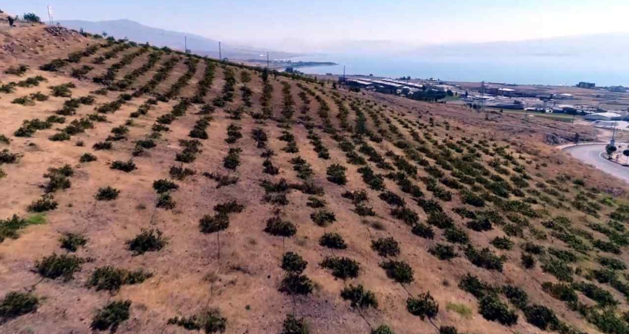 Bir kere ekiliyor her yıl hasat ediliyor: Türkiye’nin dört bir yanına kasa kasa satılıyor
