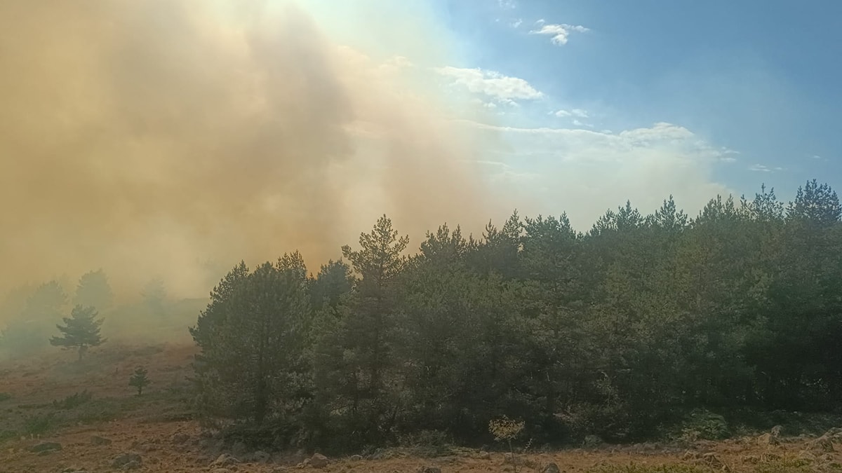 Bolu Gerede'de orman yangını