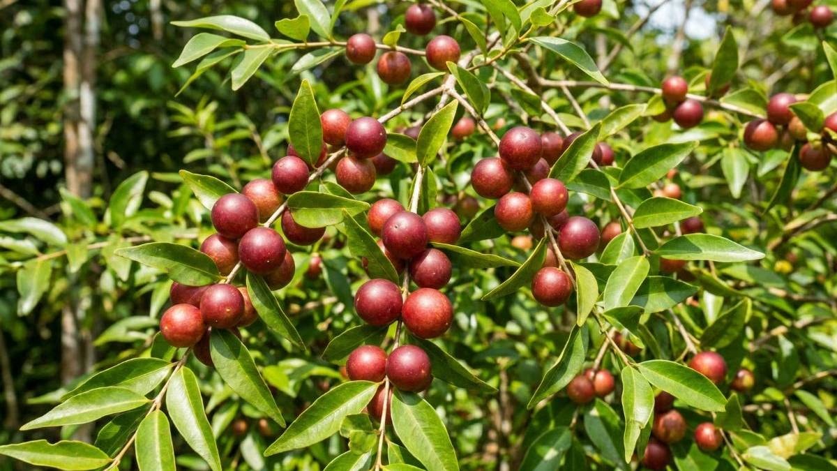 Portakaldan 60 kat fazla C vitamini bulunuyor: Bahçesine eken zengin oluyor