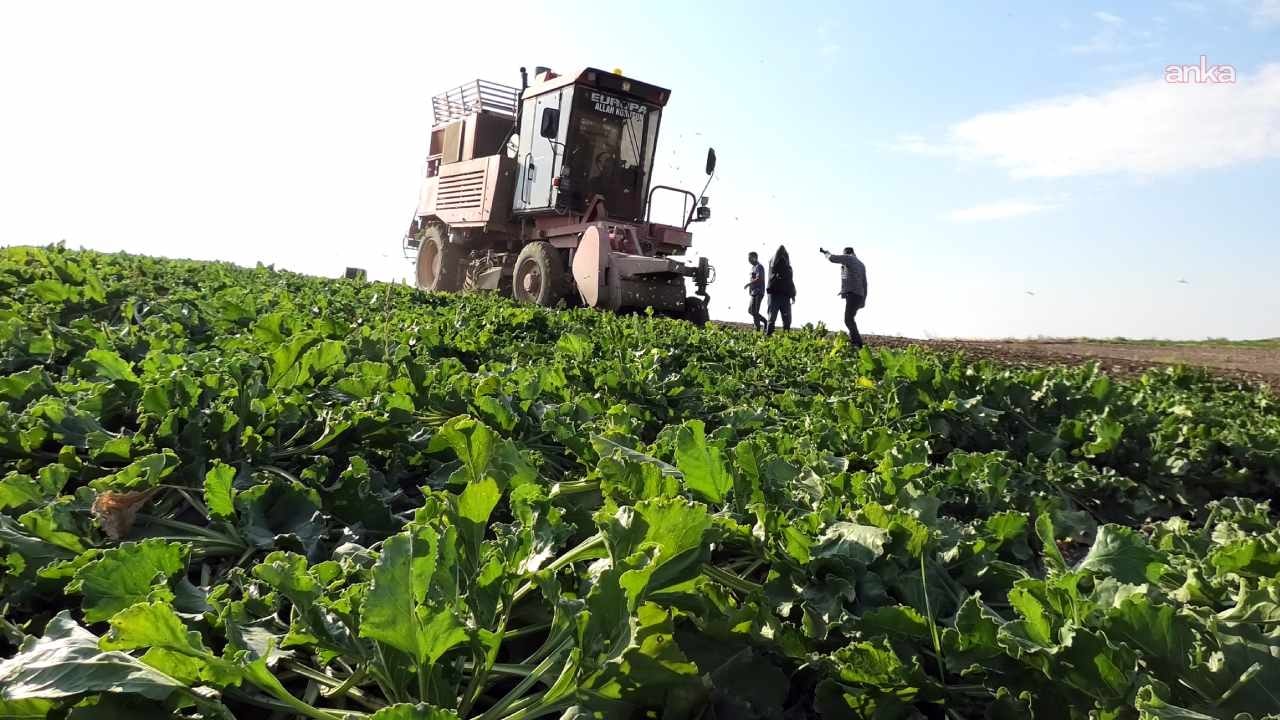 Çiftçiler ürünleri tarladan sökmeye başladı: Kara kara düşünüyorlar