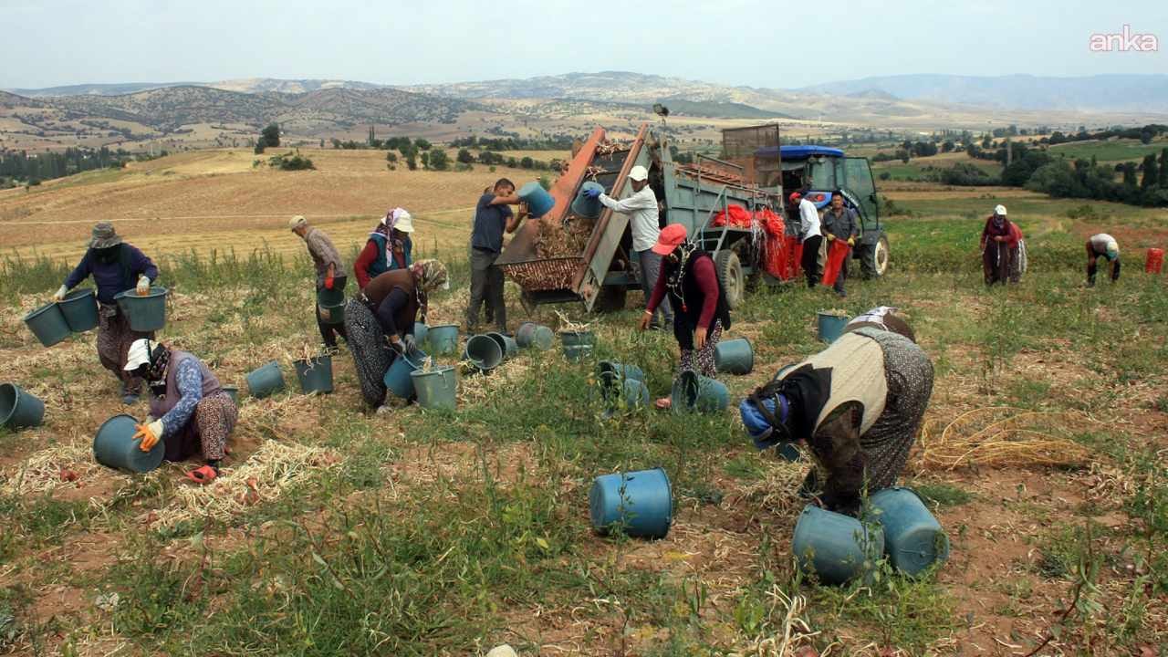 Çiftçileri iflasın eşiğine getiren hastalık: Ürünler tarlada kalmaktan son anda kurtuldu