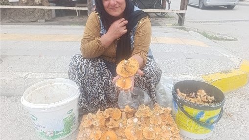 Dağdan toplayıp kilosunu 250 TL'den satıyorlar