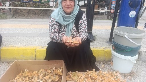 Dağdan toplayıp kilosunu 250 TL'den satıyorlar