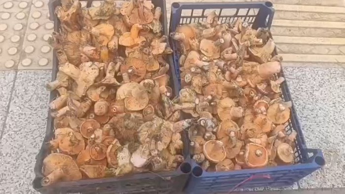 Dağdan toplayıp kilosunu 250 TL'den satıyorlar