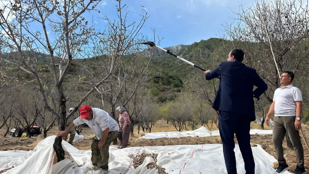 Tarlalarda hasat zamanı geldi: Bu yıl 3 bin tonun üzerinde bekleniyor