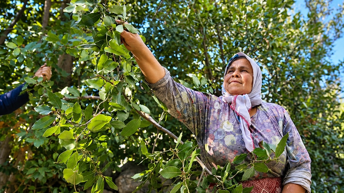 Ormandan toplanıyor, kilosu 300 lirayı geçiyor