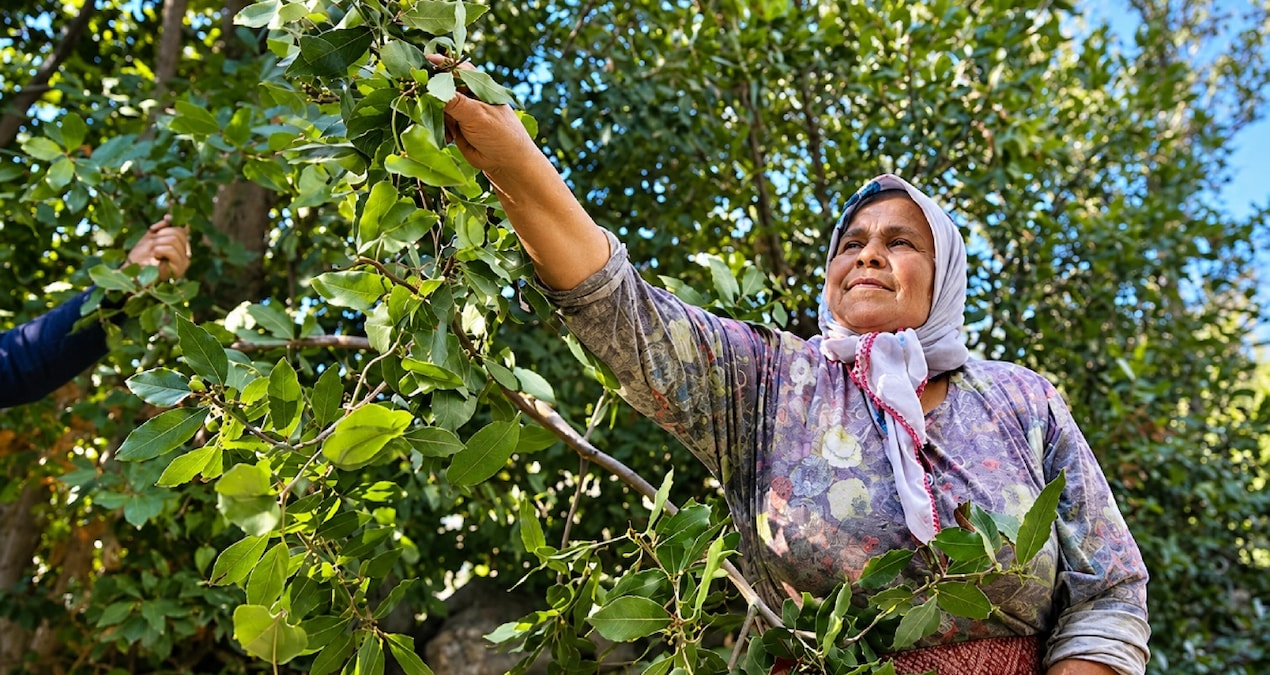 Ormandan toplanıyor, kilosu 300 lirayı geçiyor: Çin almak için milyonlarca dolar ödüyor