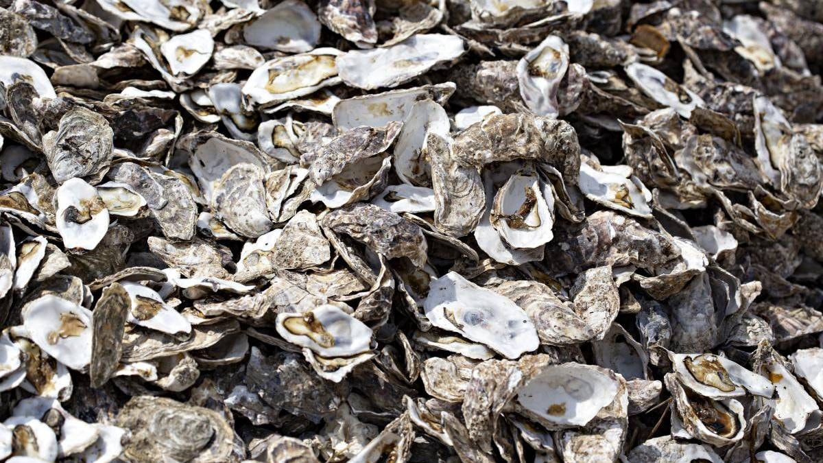 Suya döktükleri 500 bin deniz kabuğu imkansızı başardı