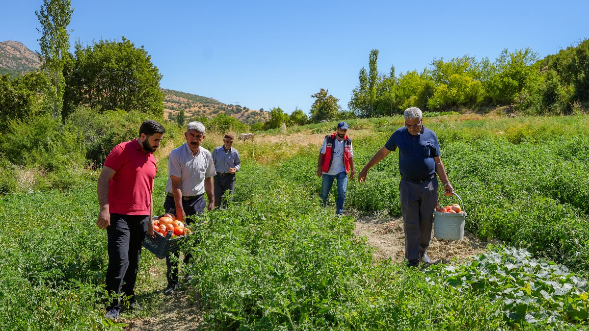 Altından daha değerli görüyorlar: Yüzlerce dönümde dev hasat başladı