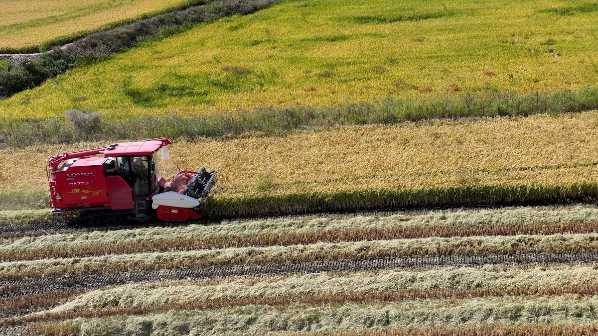 40 günlük hasat mesaisi başladı: Üreticinin gözü şimdi fiyatta
