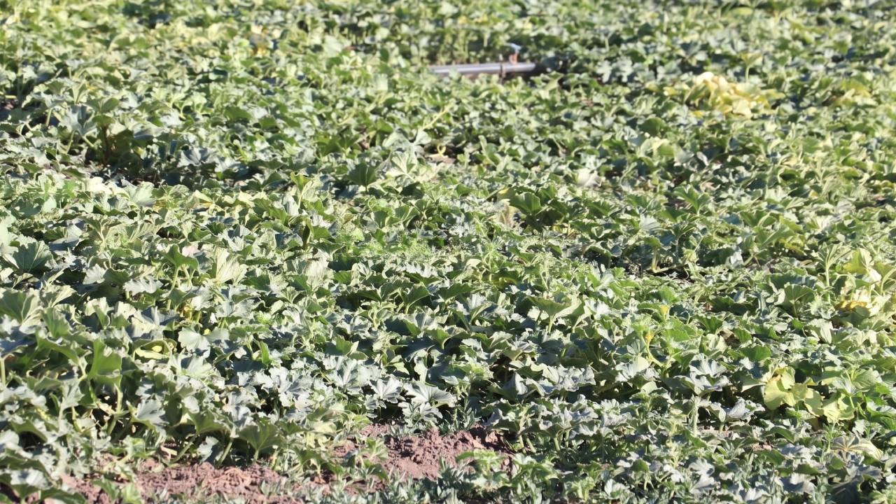 Ekilemez sanılıyordu tonlarca ürün fışkırdı: Şimdi taleplere yetişemiyor