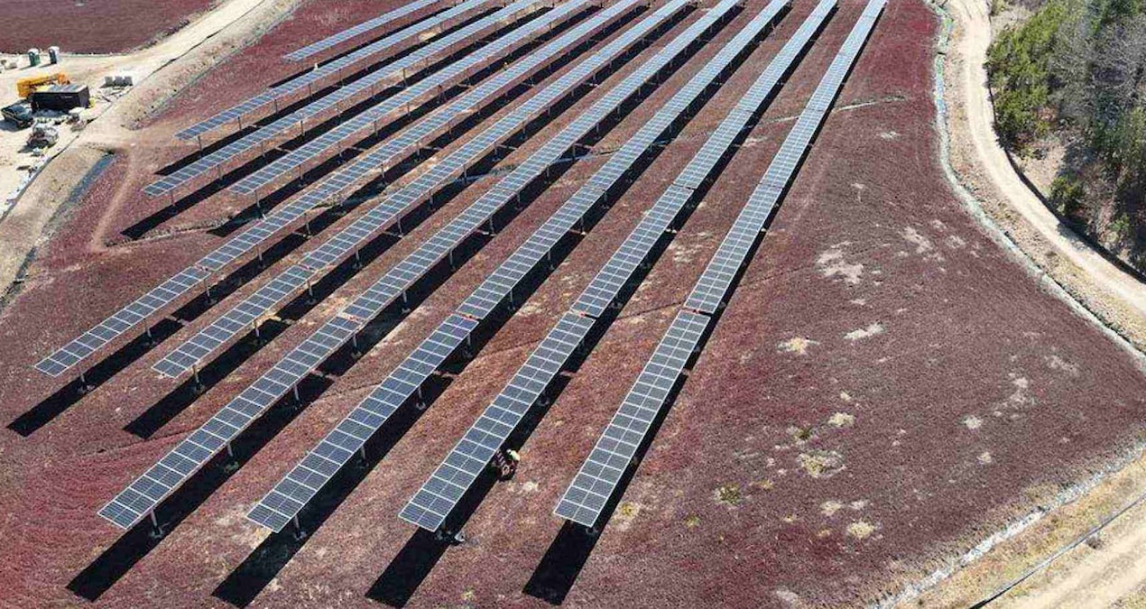 Binlercesini güneş panellerinin altından hasat ettiler: Tadı aniden değişti