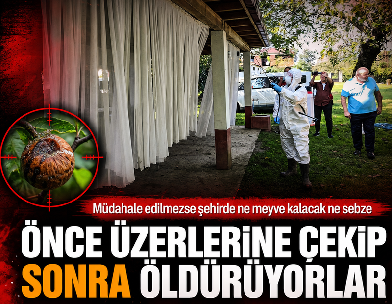 Önce üzerlerine çekip sonra öldürüyorlar! Müdahale edilmezse şehirde ne meyve kalacak ne sebze