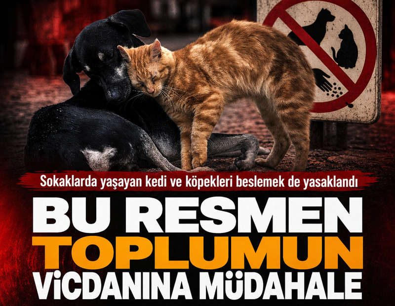 Sokaklarda yaşayan kedi ve köpekleri beslemek de yasaklandı! Bu resmen toplumun vicdanına müdahale
