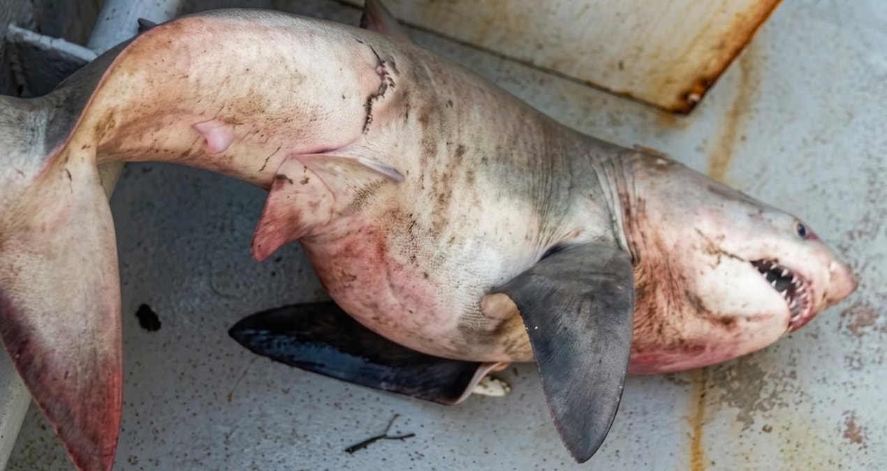 Saros'ta ağları toplayan balıkçılar orkinos sandı! Tekneden 65 kiloluk köpek balığı çıktı