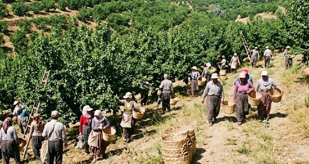 Hasat bitti fiyat uçtu: 4 liralık ürün 60 liraya satılıyor
