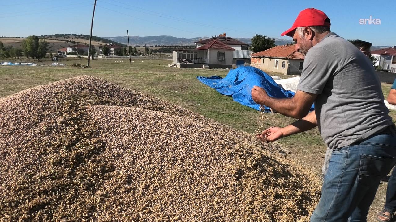 Hasat sonrası çiftçiler için bir daha ekmeyin uyarısı yapıldı