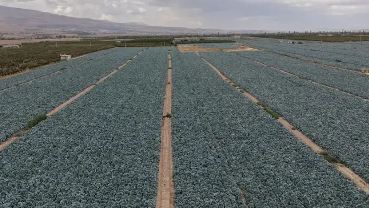 Türkiye’nin ikinci şehrinde dev hasat başladı: 300 bin ton bekleniyor