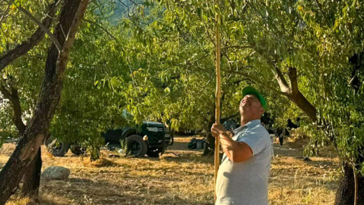 Hobi olarak başladı, mucizeyi başardı: Şimdi 15 ton hasat bekliyor