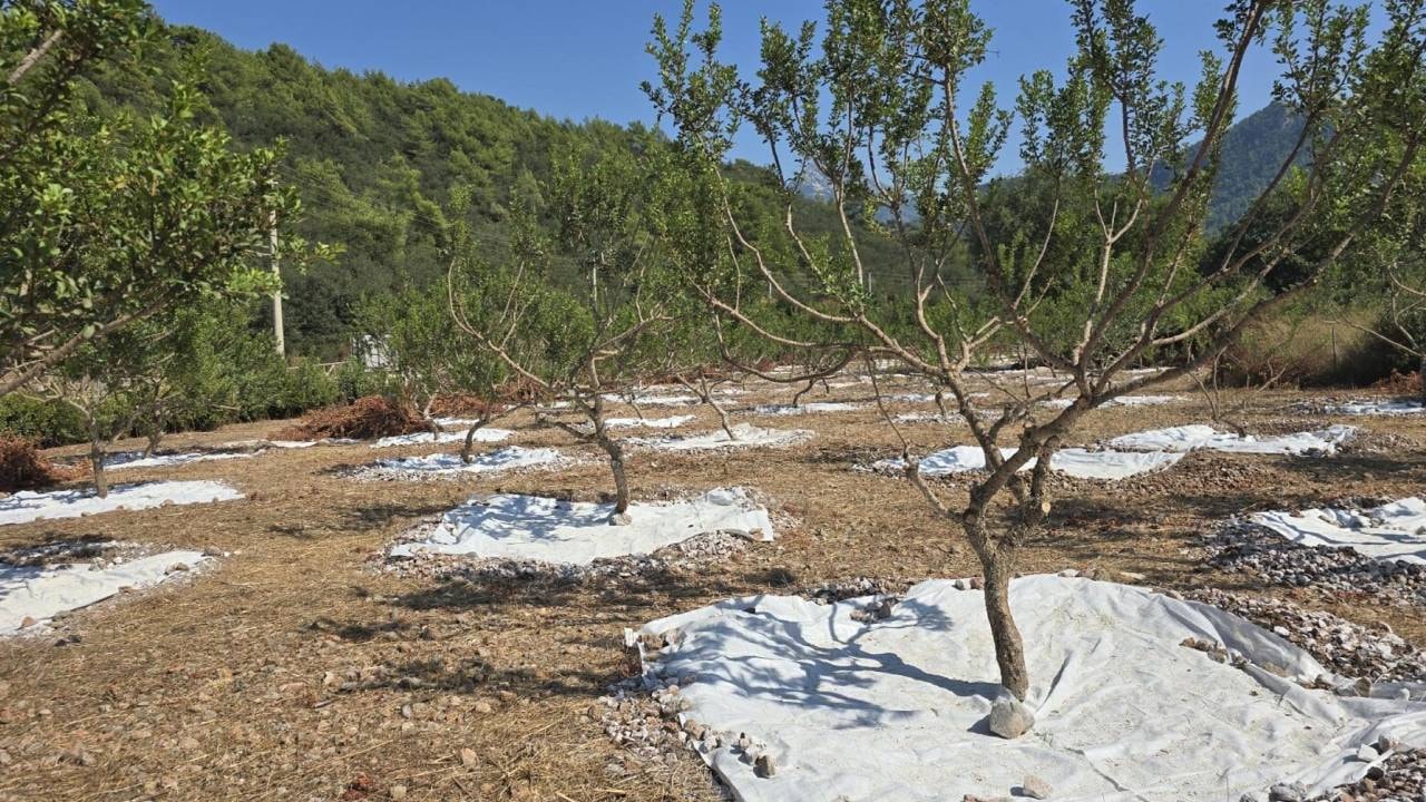 Her ağaçtan sadece 1 kilo çıkıyor kilosu 35 bin liraya satılıyor