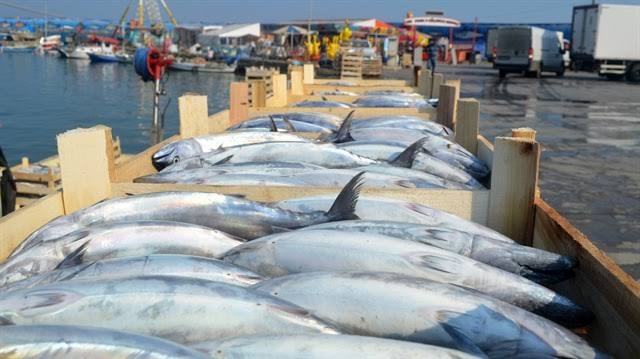 Balıkçılar limana her geçen gün daha fazlasıyla dönüyor: Tanesi 100 liradan kapışılıyor