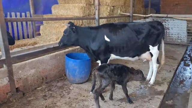 İki gündür ormanda arıyordu! Kayıp gebe inek, yavrusuyla ahıra döndü